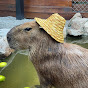 capybara580