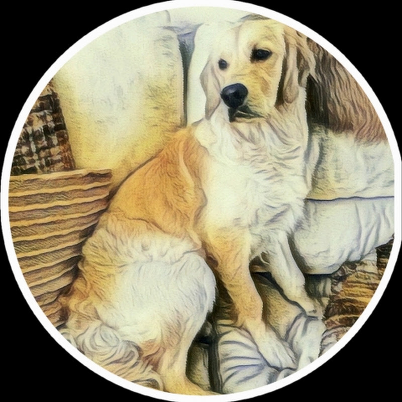 Nala, the Golden Retriever dog 