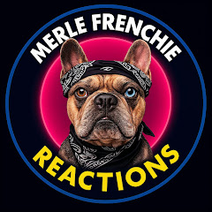 Merle Frenchie Reactions