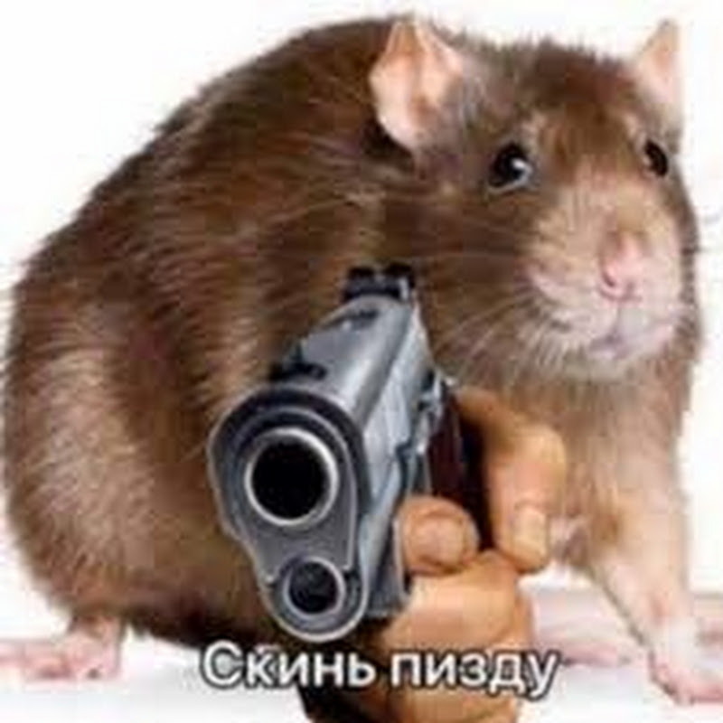 катовіце