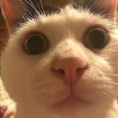 悪いサトシ