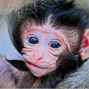 Phnom Pros Monkey Video