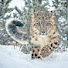 GFrQ6qv8xT8-channel-avatar-TheLeopardGames