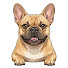 OluFU-ZZ4EE-channel-avatar-Bulldog World