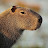 @capybaradoyouspeakenglish