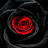 @free28-5 Avatar