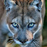 E6p_GzILUUg-channel-avatar-Puma Tarot Predskazanya