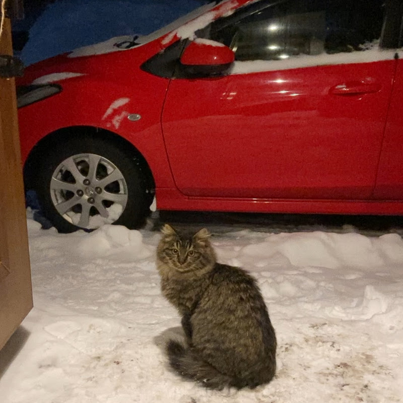 デミオとちびクロ