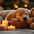MmWYqS2bPZI-channel-avatar-Cozy Dog Dreams