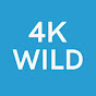 4K Wild logo