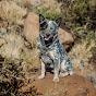 Gerca Cattle Dogs