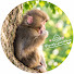 TViNR0v0QOQ-channel-avatar-Lovely Monkey Punch 子猿のパンチくん