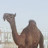 الصورة الرمزية لـ @Shosho-h2s
