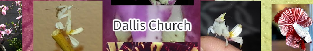 Dallis Church Avatar canale YouTube 
