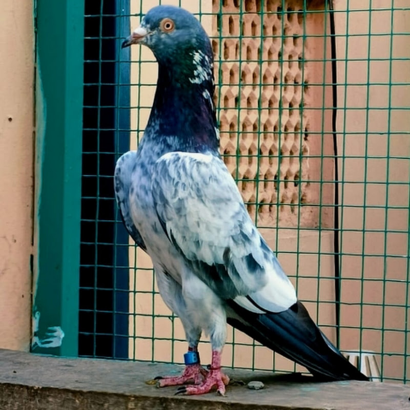 Hire Shok kabutar Bazi da — Pets & Animals YouTube creator for sponsorships