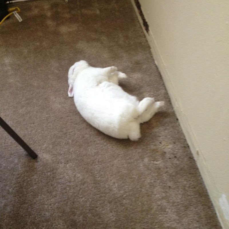 Savage Bunny