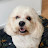 Dog Grooming Studio