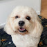 -2-pBK144nY-channel-avatar-Dog Grooming Studio