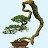 bonsai thanh Tùng
