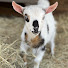 XfXnrw7kHRE-channel-avatar-Grace Filled Farm