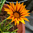 Plants on Terrace 