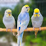 OpIGder-m3c-channel-avatar-Rofik Birds TV