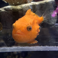 ダンゴさん