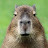 @mr.capybara-welcome