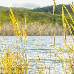 GoldCoasters HotelsnStuff channel thumbnail