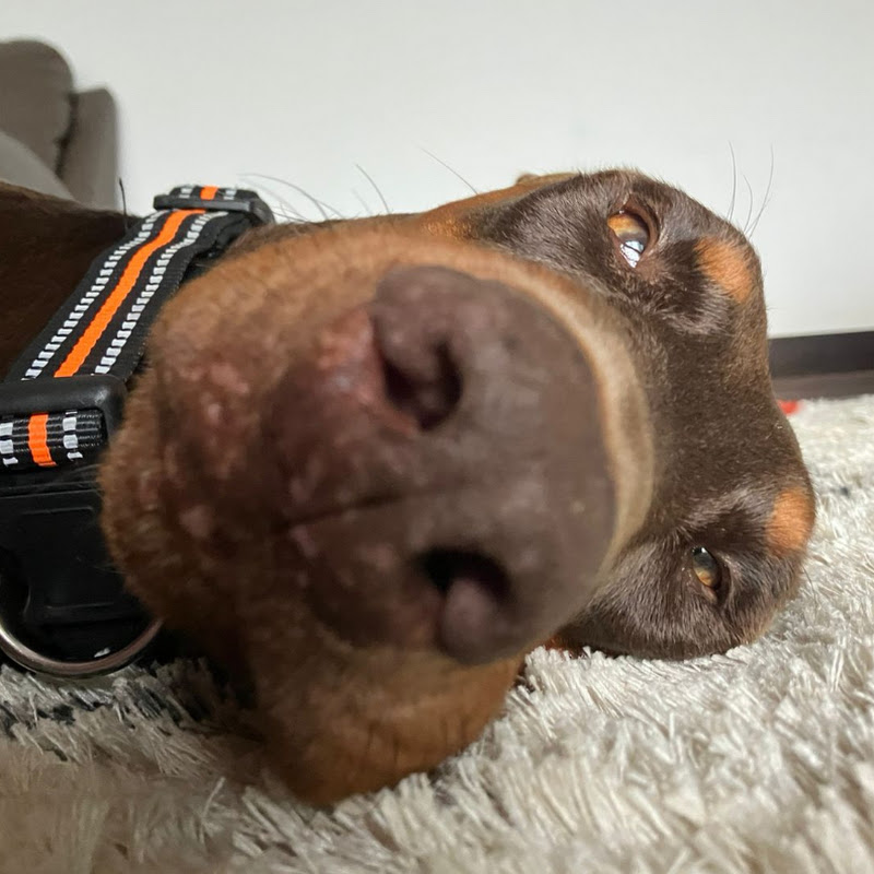 Hire Cookie: Just a Doberman  — Animal Behavior Studies YouTube creator for sponsorships