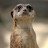 @meer_kaaat