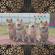 豆柴おもしろ4兄妹