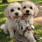 @RnKdoggo