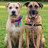 jR51WYnV_V8-channel-avatar-Service Dog Paws