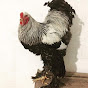 Brahma chickens Ukrainian logo