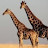 Tall and All