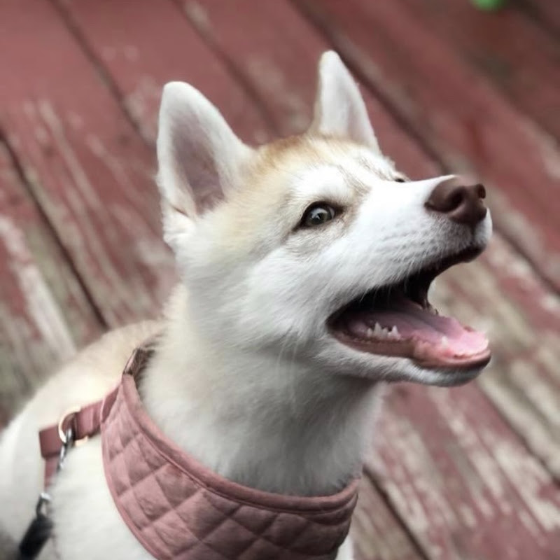 FOOD HUSKY