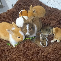 pets حيوانات أليفة