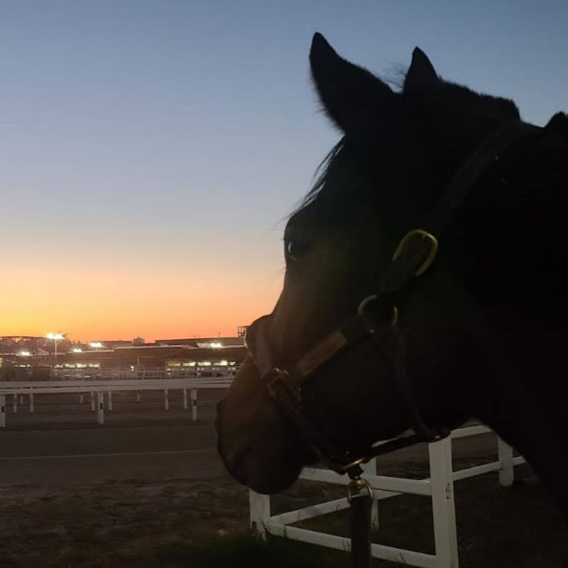 Horse racing and just horses, horse stories