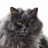 DrguOeB3-l0-channel-avatar-Chill Smokey