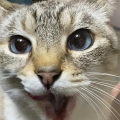 4分の1地域猫のみーにゃんアイコン画像