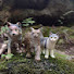 NXlOt7E3JY8-channel-avatar-Bobcat Productions
