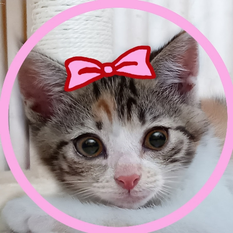 三毛猫みーちゃん