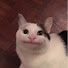 Jpeto1vVvPY-channel-avatar-biscuit
