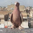 64NLED3N5P4-channel-avatar-سيد سيف العوادي