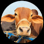 New Cow Lover Avatar