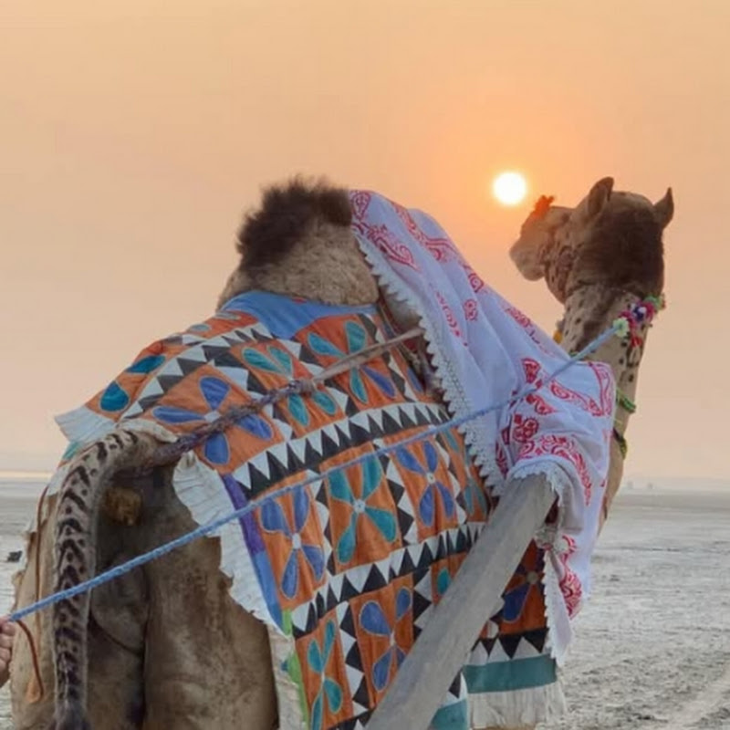  Thar Desert 