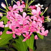Khushi Malik 