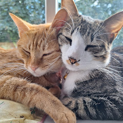 風兄弟アイコン画像