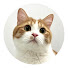 hhx4czt7a84-channel-avatar-ねこと僕のFIRE日記